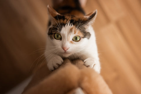 Cat looking up at camera scratching a post