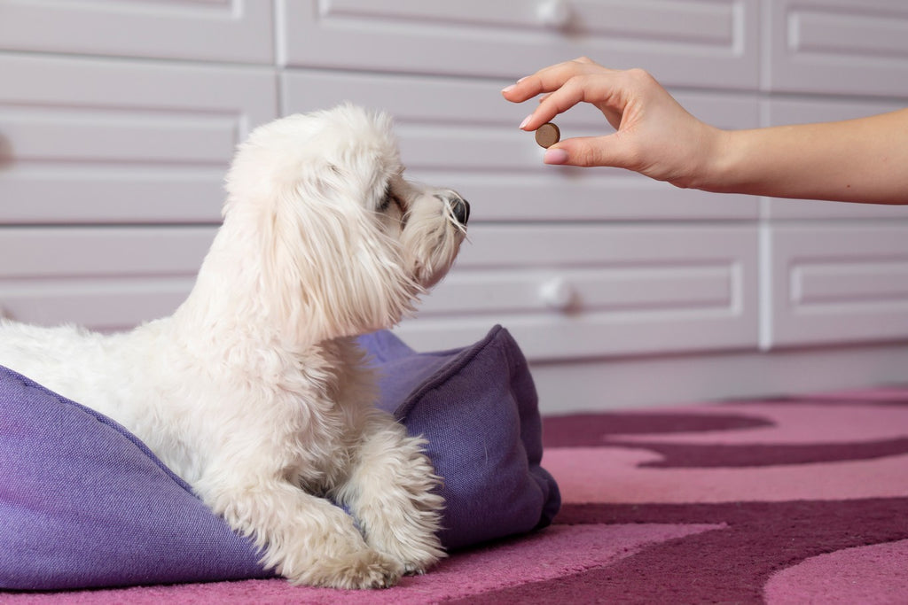 Dog looking at a medication pill