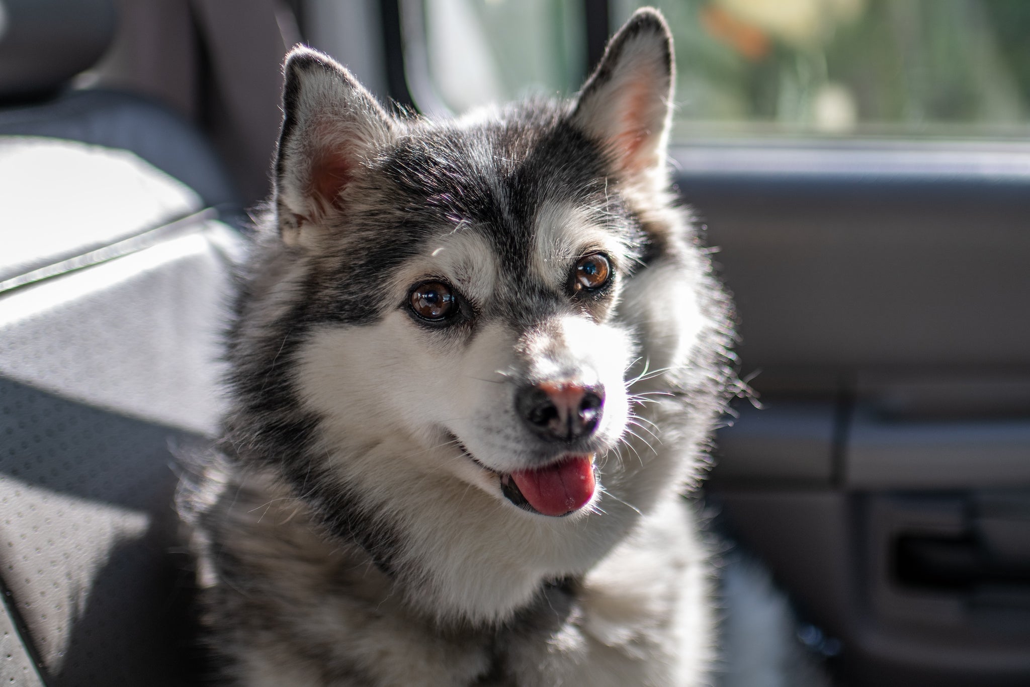 Close-up of Alaskan Klee Kai sitting in car with tongue out