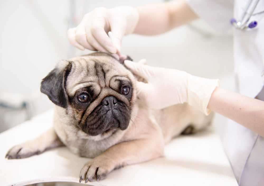 Pug having his ears examined by vet