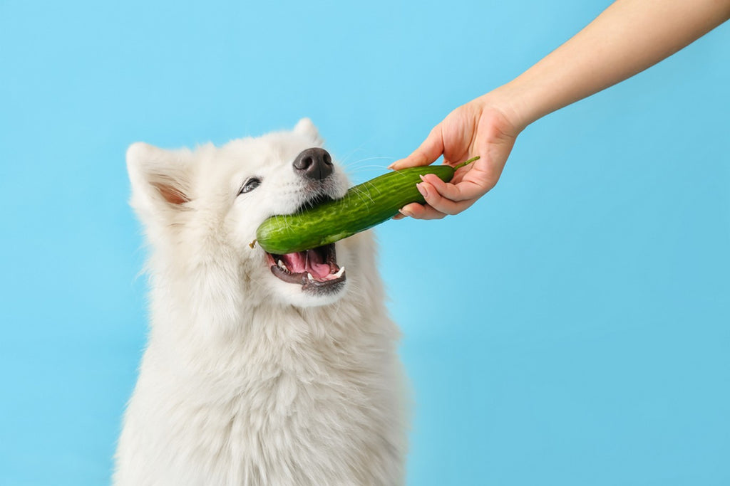 Owner feeding dog a cucumber