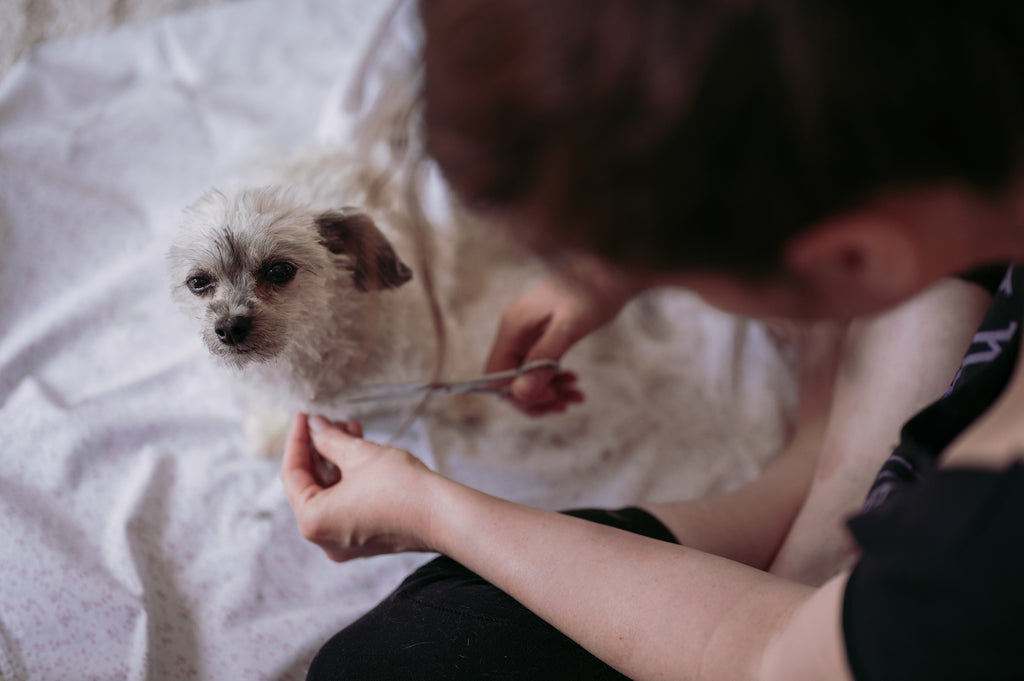 Senior dog looking up at camera while getting nails trimmed on bed