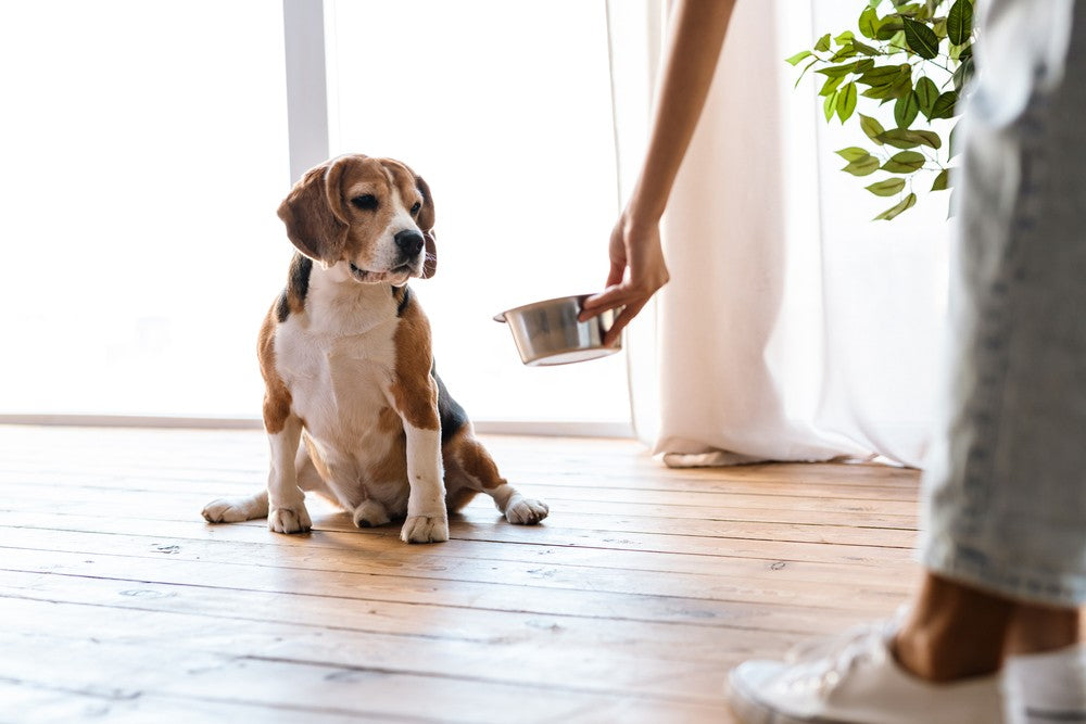 Hand of black woman feeding her Beagle dog a bowl of food