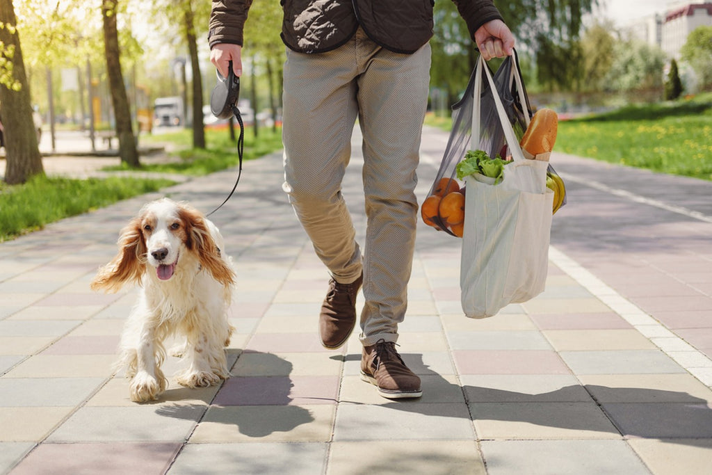 Dog owner walking dog while carrying a bag of groceries