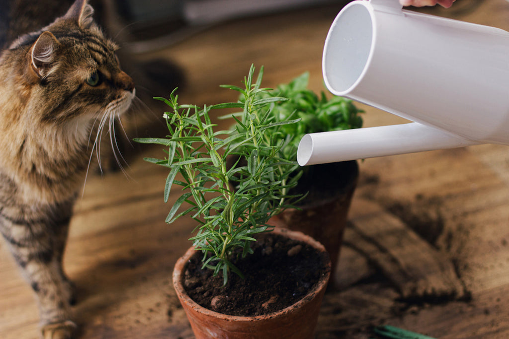 Cat watching pet parent watering rosemary plant