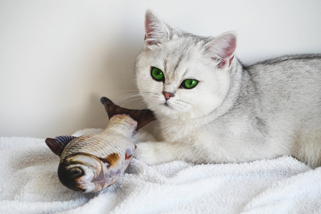 Cat with fish toy.