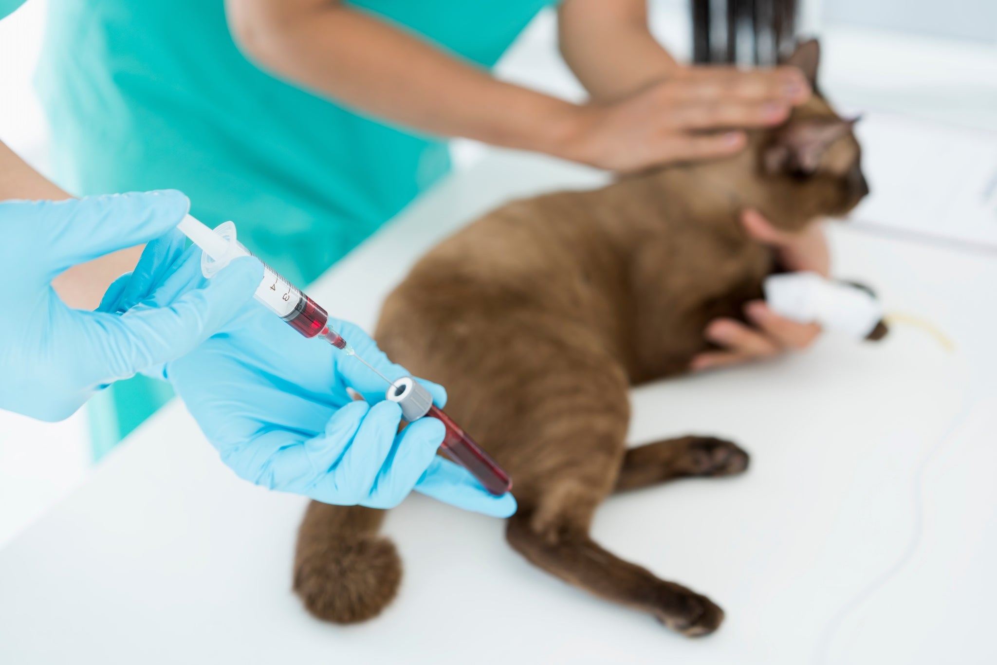 Cat getting blood drawn from hind leg at vet