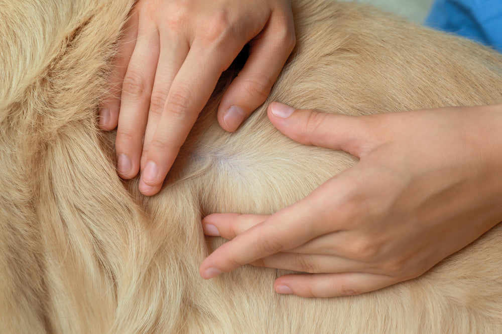 Close up of pet parent checking dog for ticks