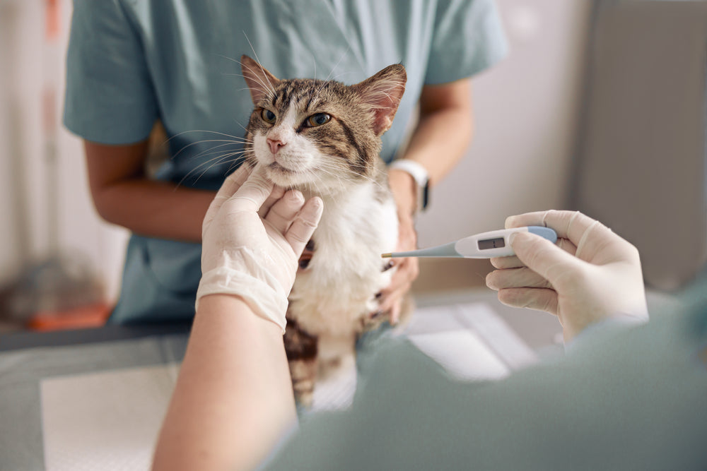 Veterinarian taking a cat's temperature