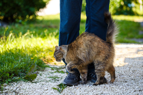 friendly cat