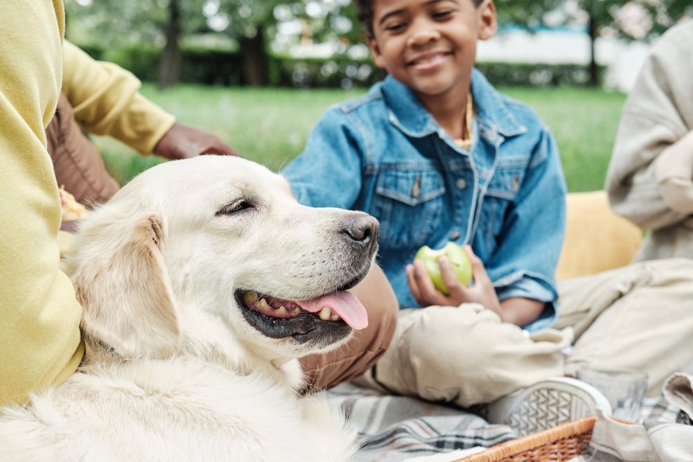 Happy dog at park with family