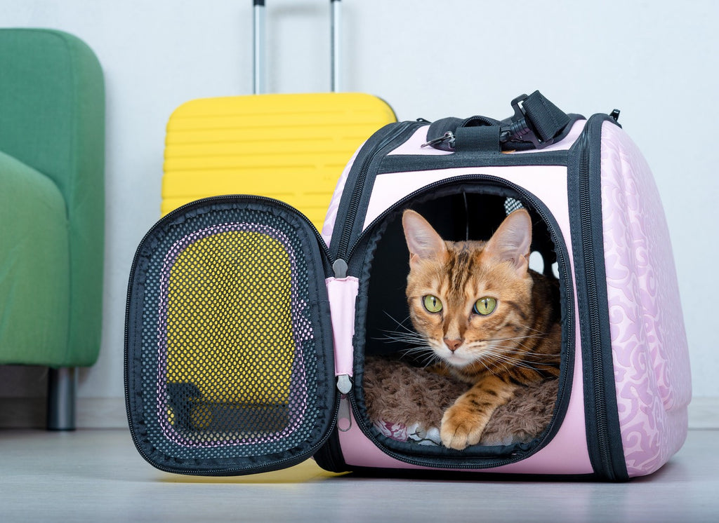 Cat in pet carrier in front of a rollaway luggage 