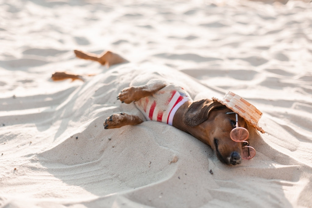 Dachshund covered in sand wearing a straw hat, striped shirt, and sunglasses