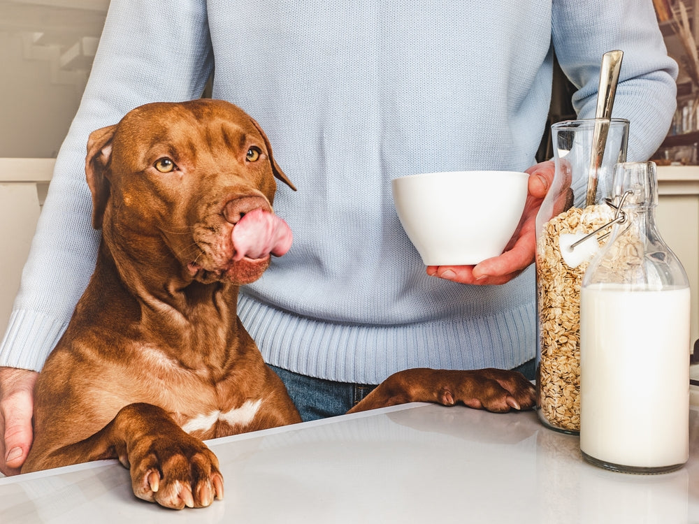 can dogs drink coffee with milk