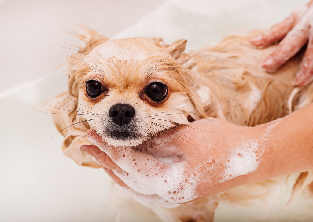 Puppy getting washed in bathtub at home