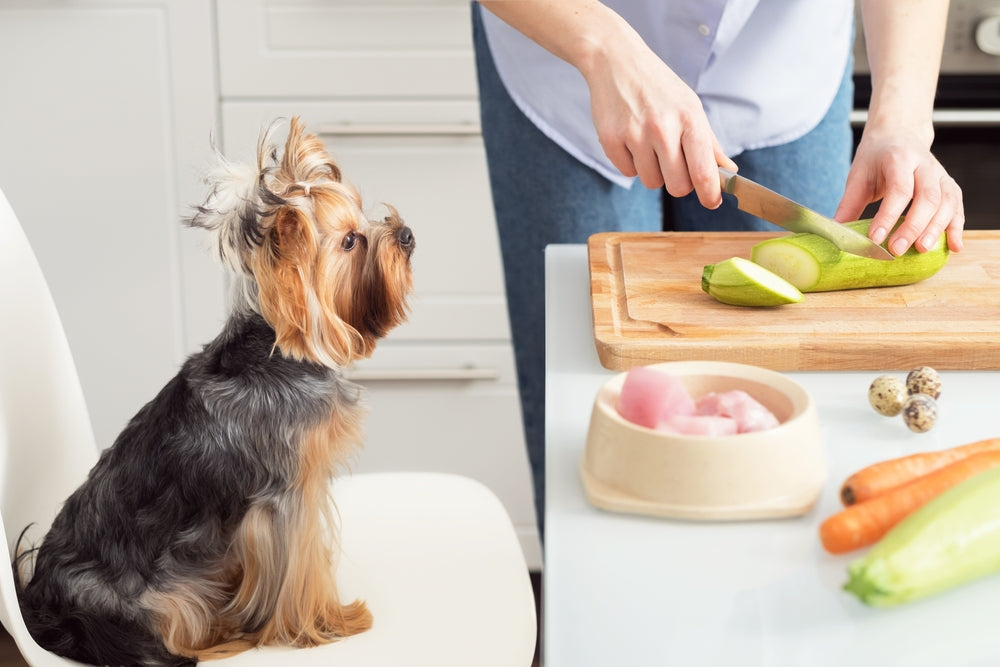 Dog patiently waiting while human wonder cuts squash