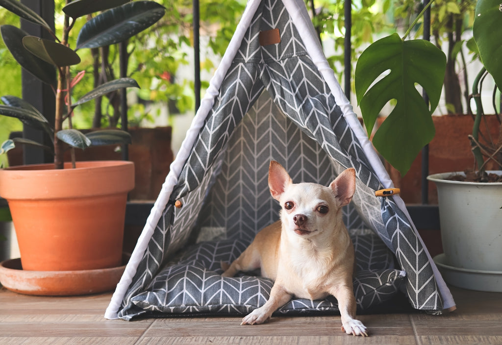 Chihuahua laying in a tent-shaped dog bed in between two plants