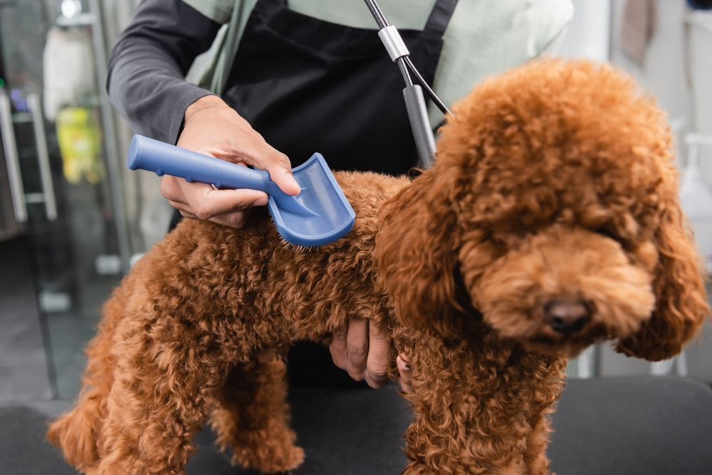 Goldendoodle being groomed by groomer using a slicker brush