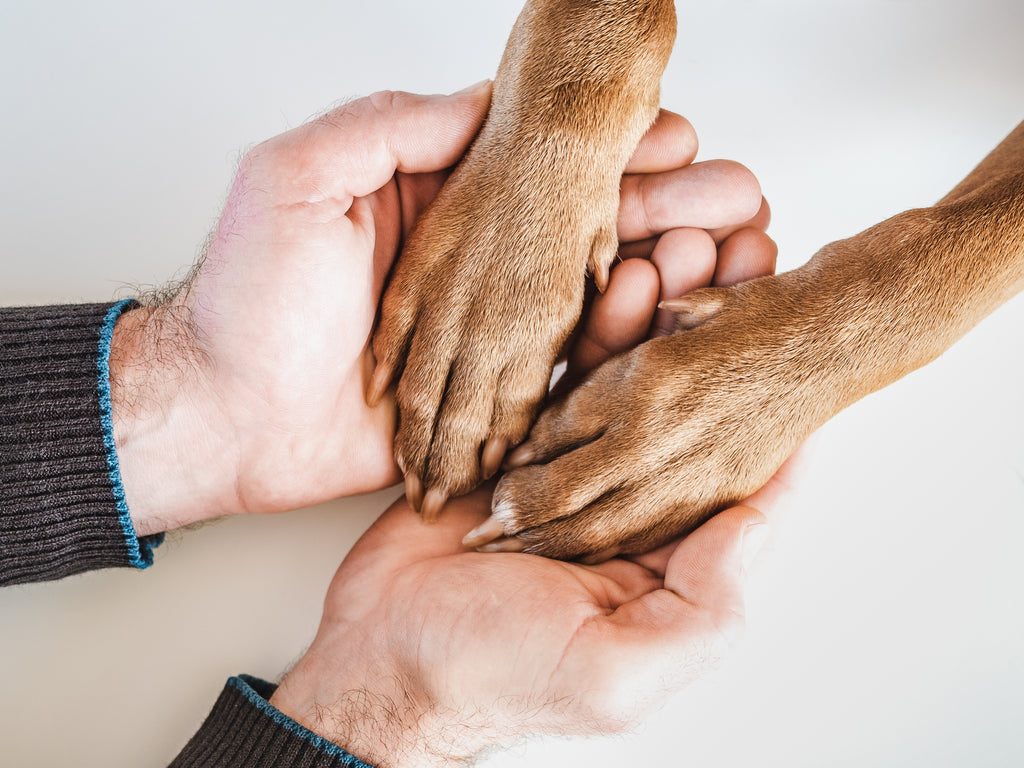 Owner holding their dog’s paws in their hands