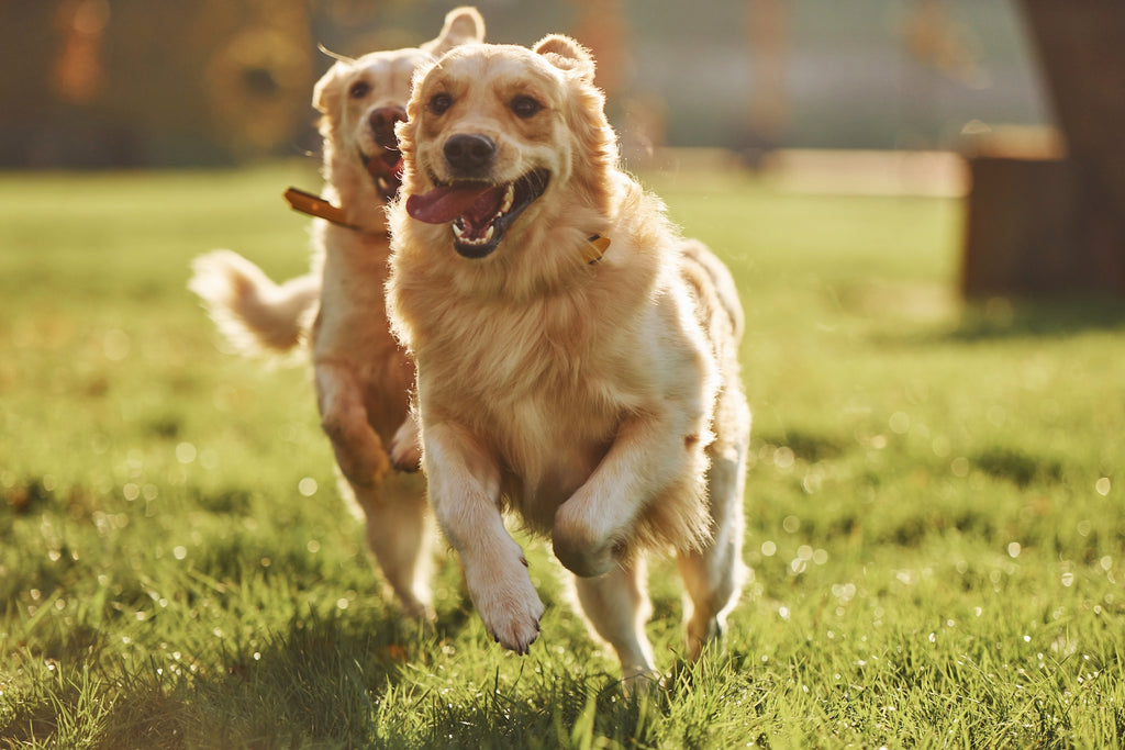 Happy golden retrievers running in the grass with their tongues out