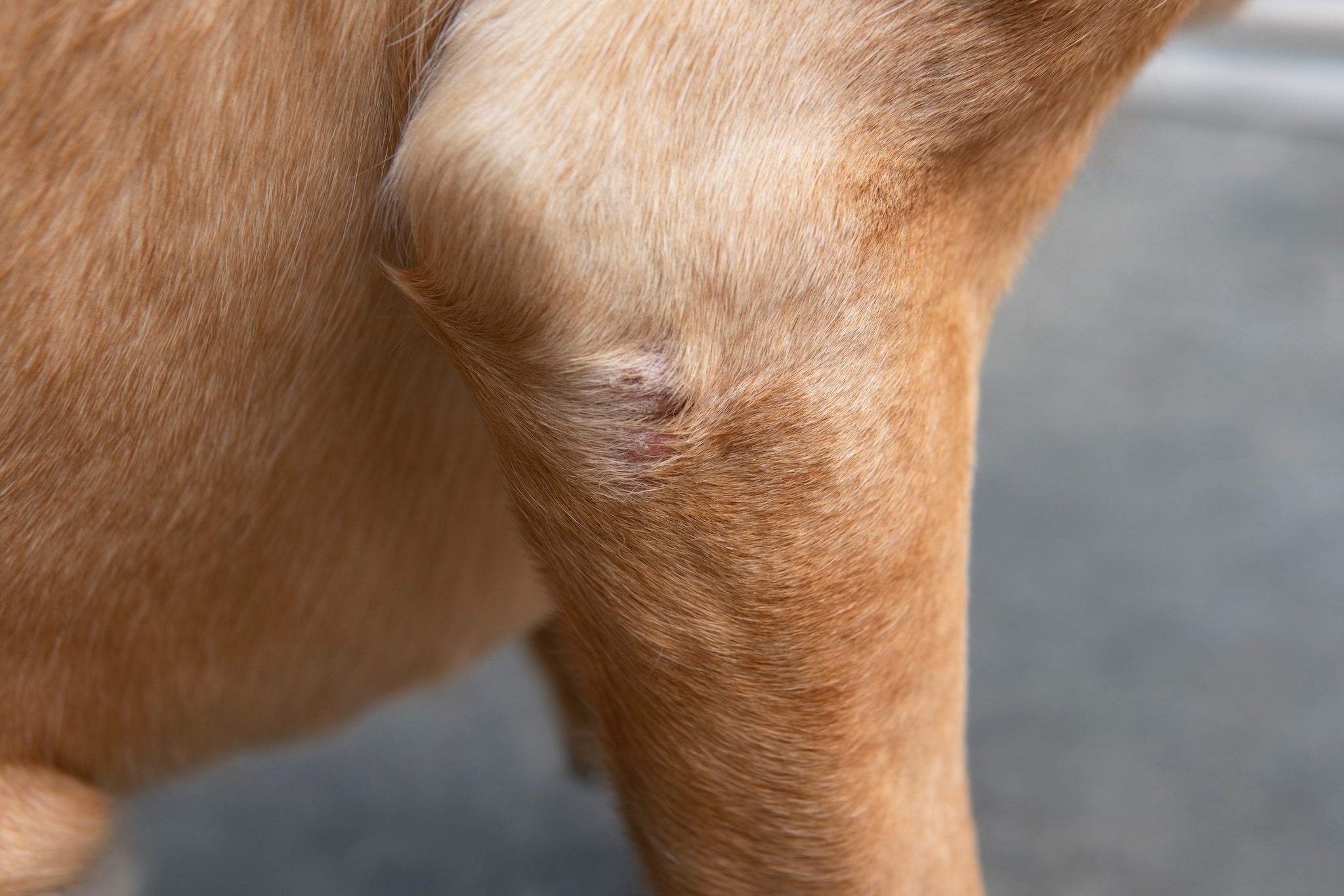 Close-up of a dog’s elbow joint. Joint pain and arthritis is a key symptom of lupus in dogs