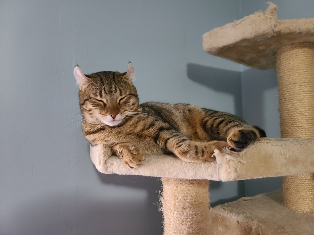 Highlander cat resting in a cat tree