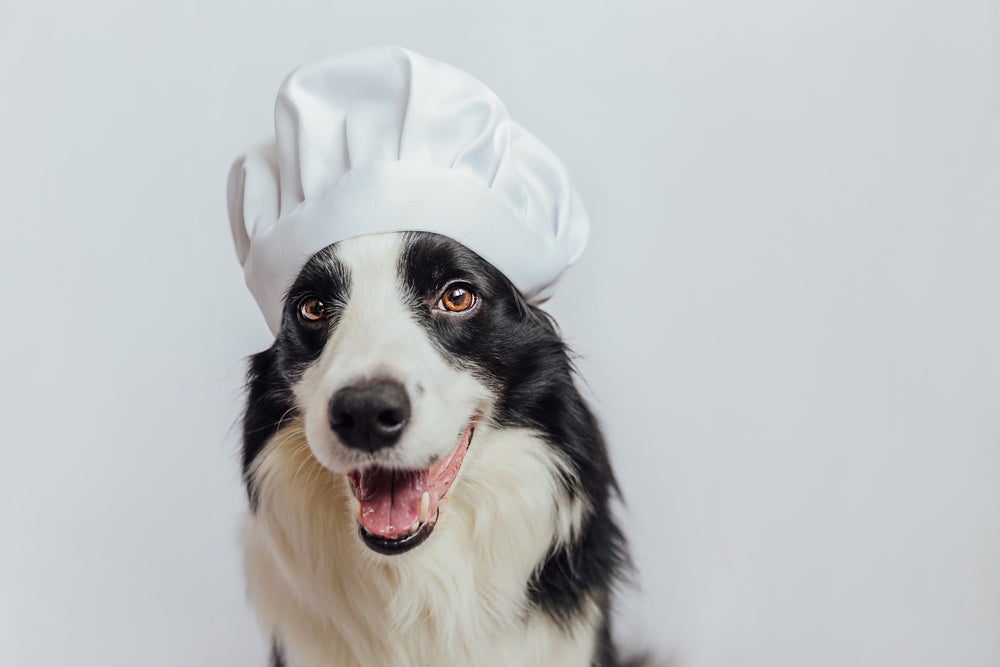 Black and white border collie wearing a chef’s hat