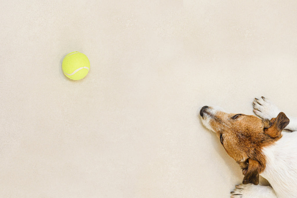 dog waiting next to a tennis ball
