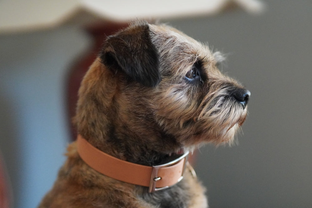 Side profile of a border terrier with an orange collar