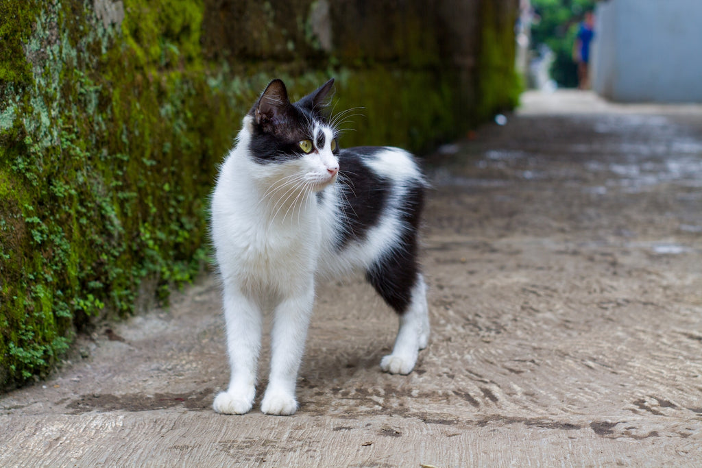 Manx cat standing outdoors looking to the side