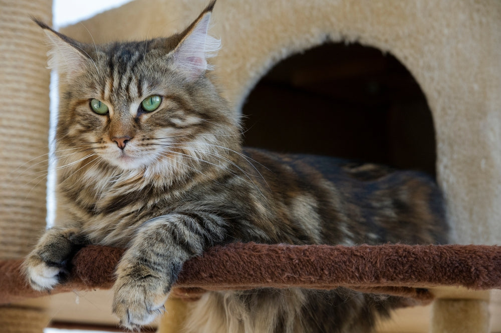 Norwegian forest cat perched in a cat tree