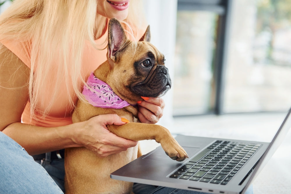 Blonde woman with French bulldog on her lap; in front of laptop preparing for a virtual vet appointment