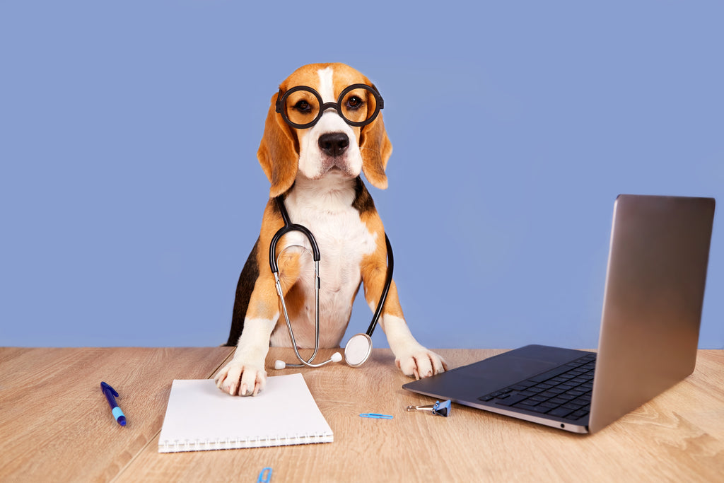 dog at a desk with laptop and notepad