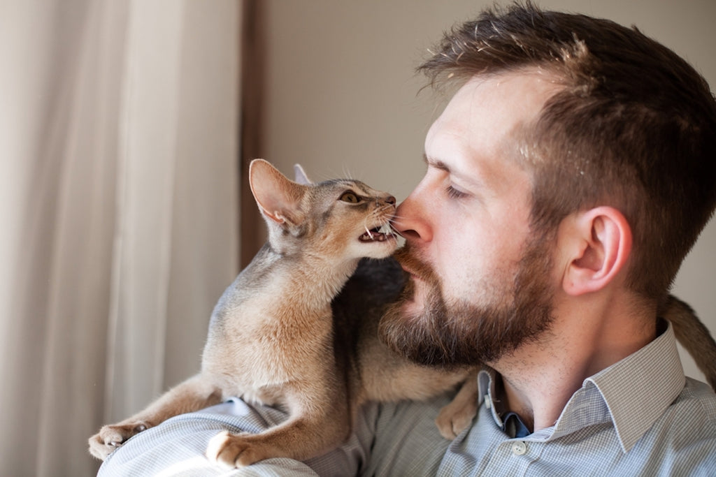 Abyssinian cat