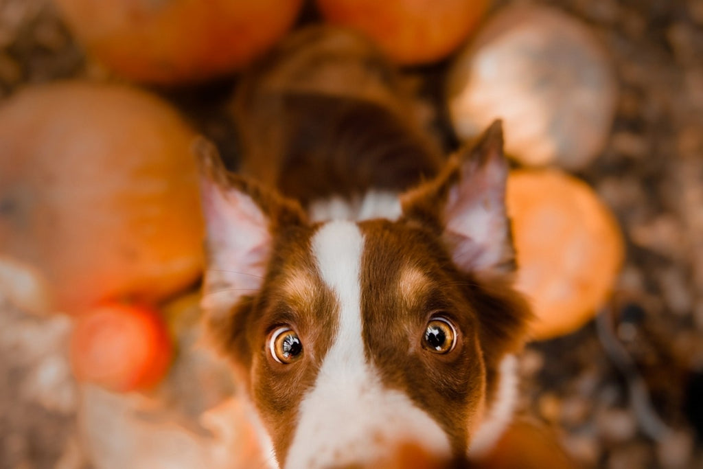 Closeup of dog looking up at camera in a pumpkin patch