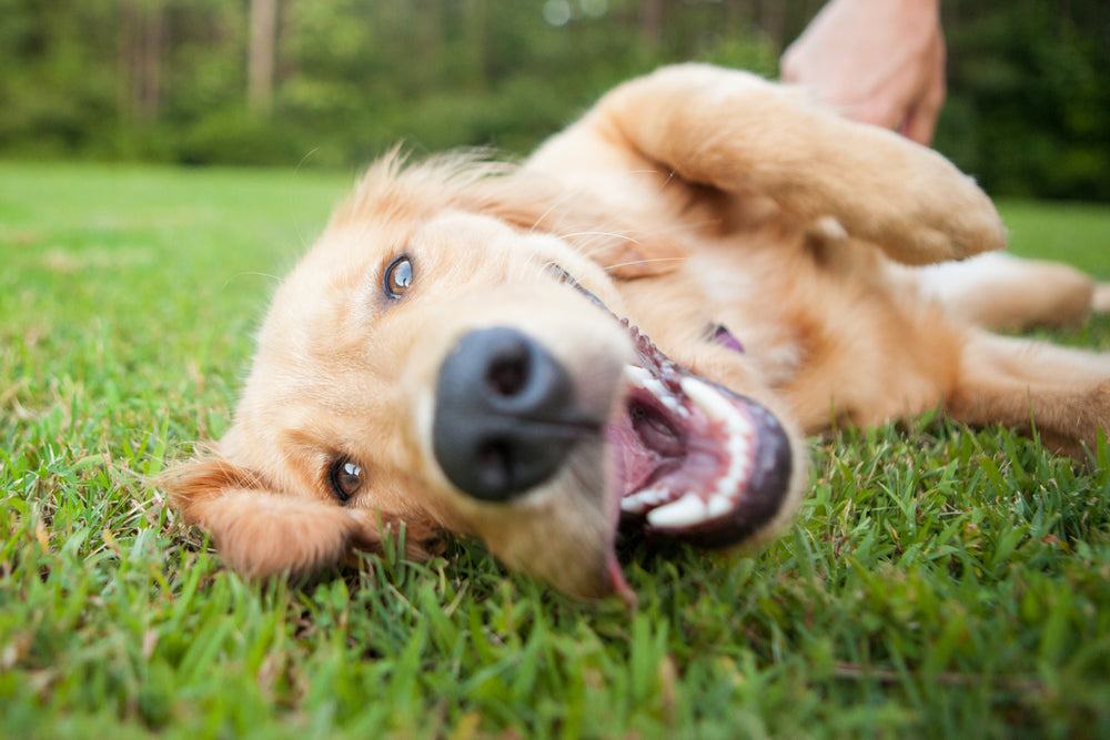 Happy dog rolling in grass