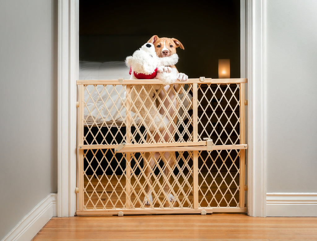 Dog standing upright with paws on dog gate and stuffed animal in mouth