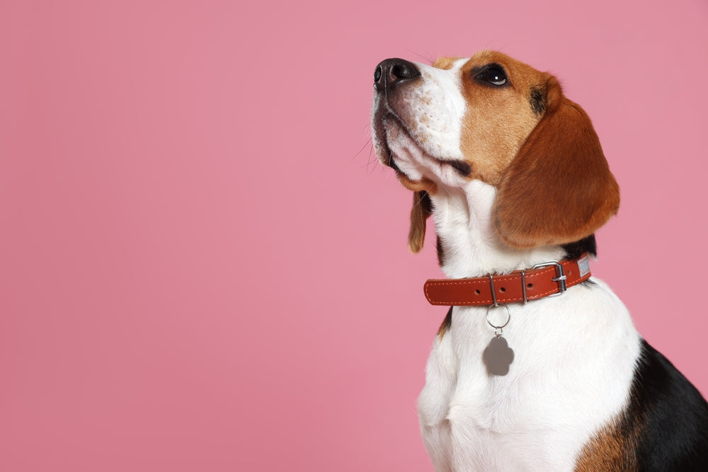 Beagle looking up in front of pink background; wearing red collar and dog tag