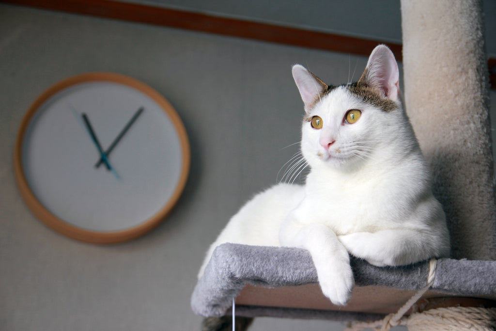 Japanese Bobtail cat sitting atop a cat tree in front of a clock