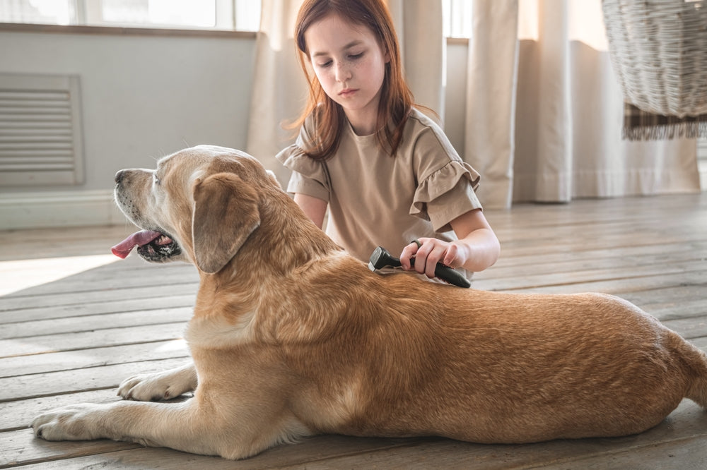 Young redheaded girl brushing yellow lab’s fur