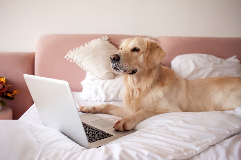Dog sitting on bed in front of a laptop