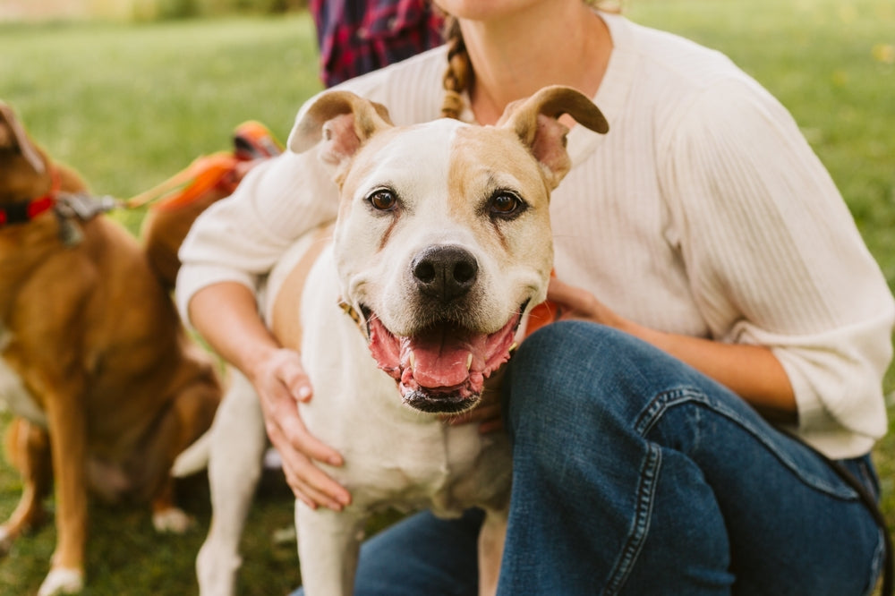 Happy bulldog with open mouth, owner hugging him