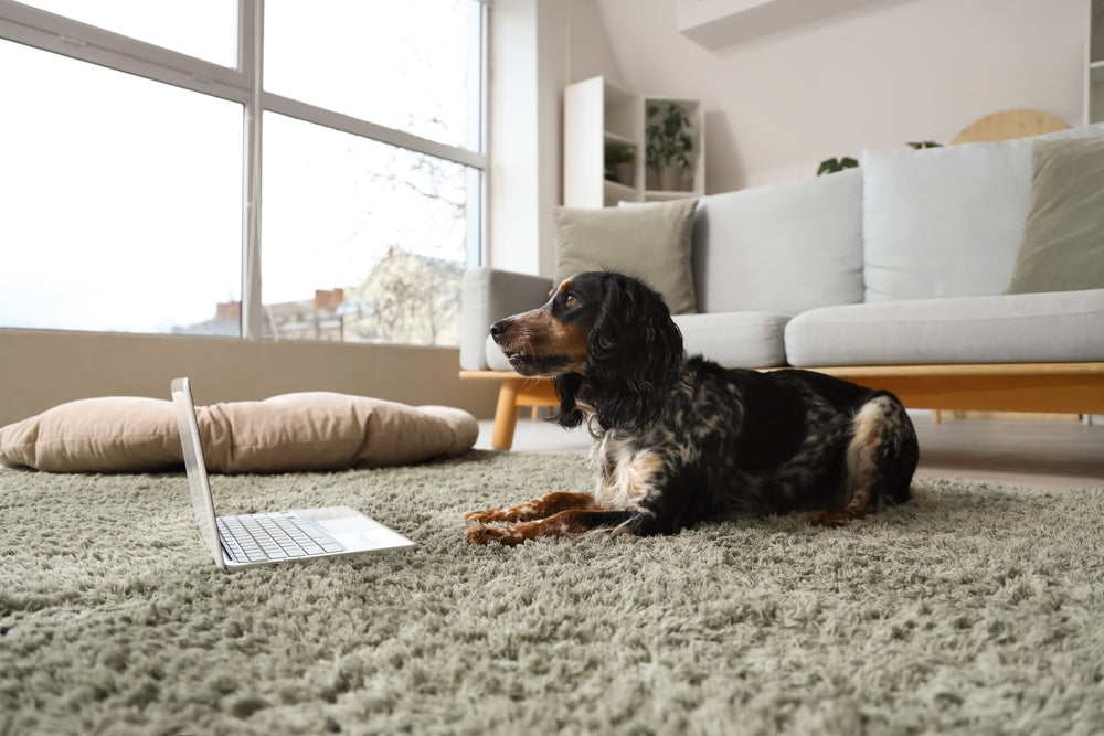 Dog sitting on floor in front of laptop