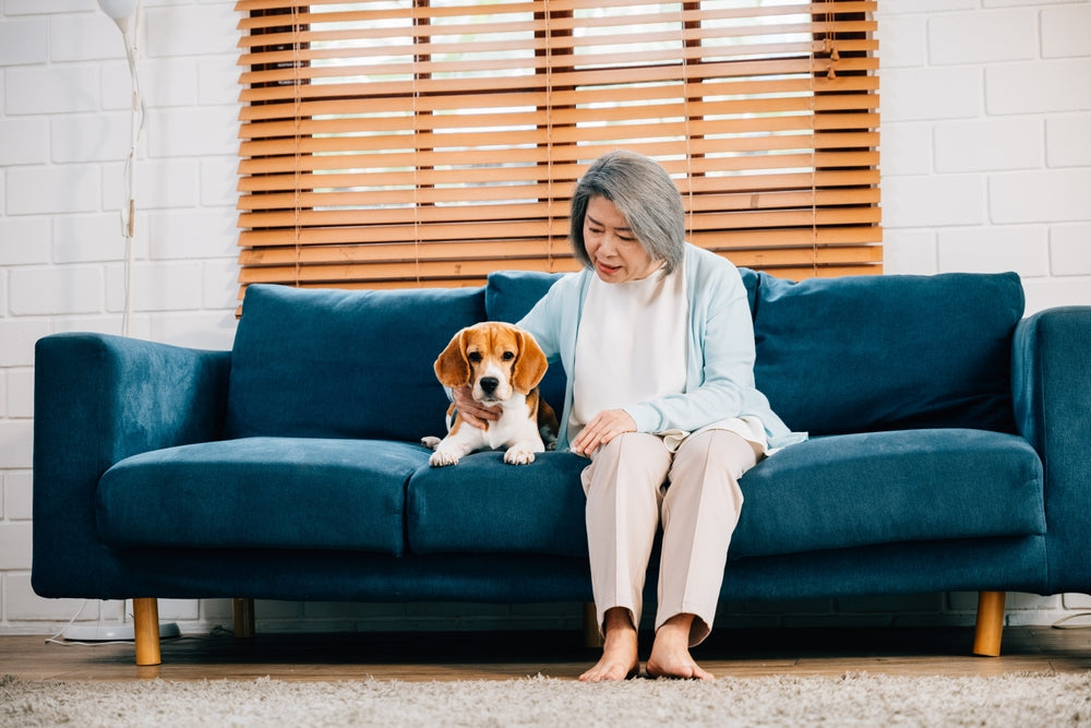 Senior Asian woman sitting on a blue couch petting her beagle