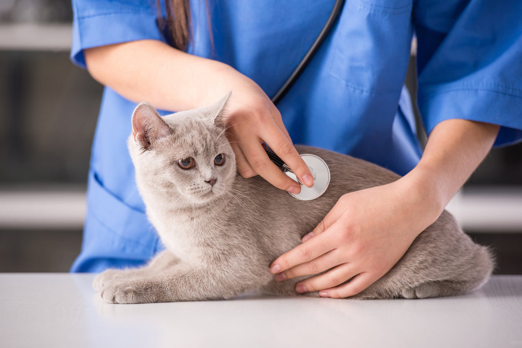 Cat on an examination table with vet listening to heartbeat using a stethoscope