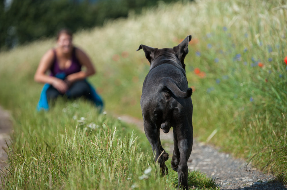 Dog recalling to owner, running down a path