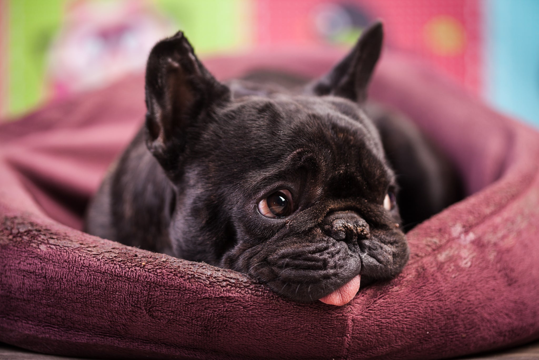 Close-up of dog laying in dog bed looking up with tongue out