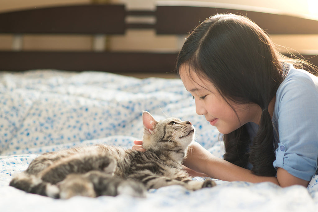 Young Asian girl playing with her American Shorthair cat on floor