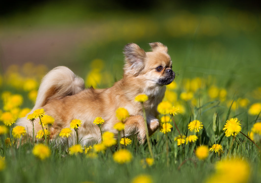 A Tibetan Spaniel frolicking in a field of dandelions