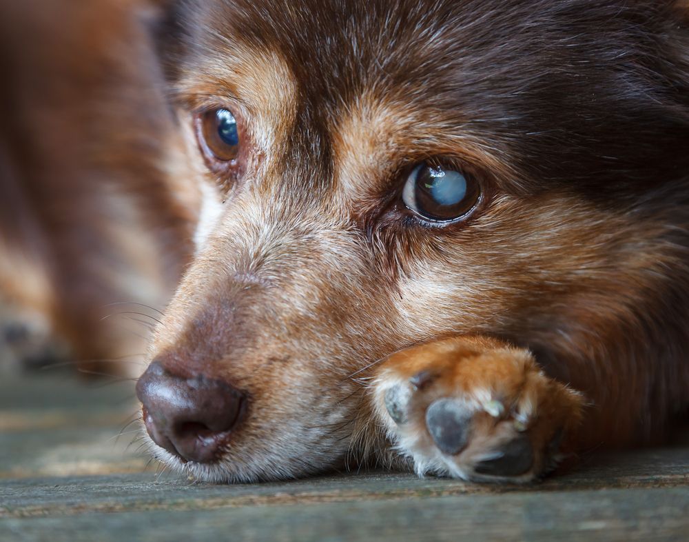 Dog Blindness: Causes, Symptoms, & Treatment